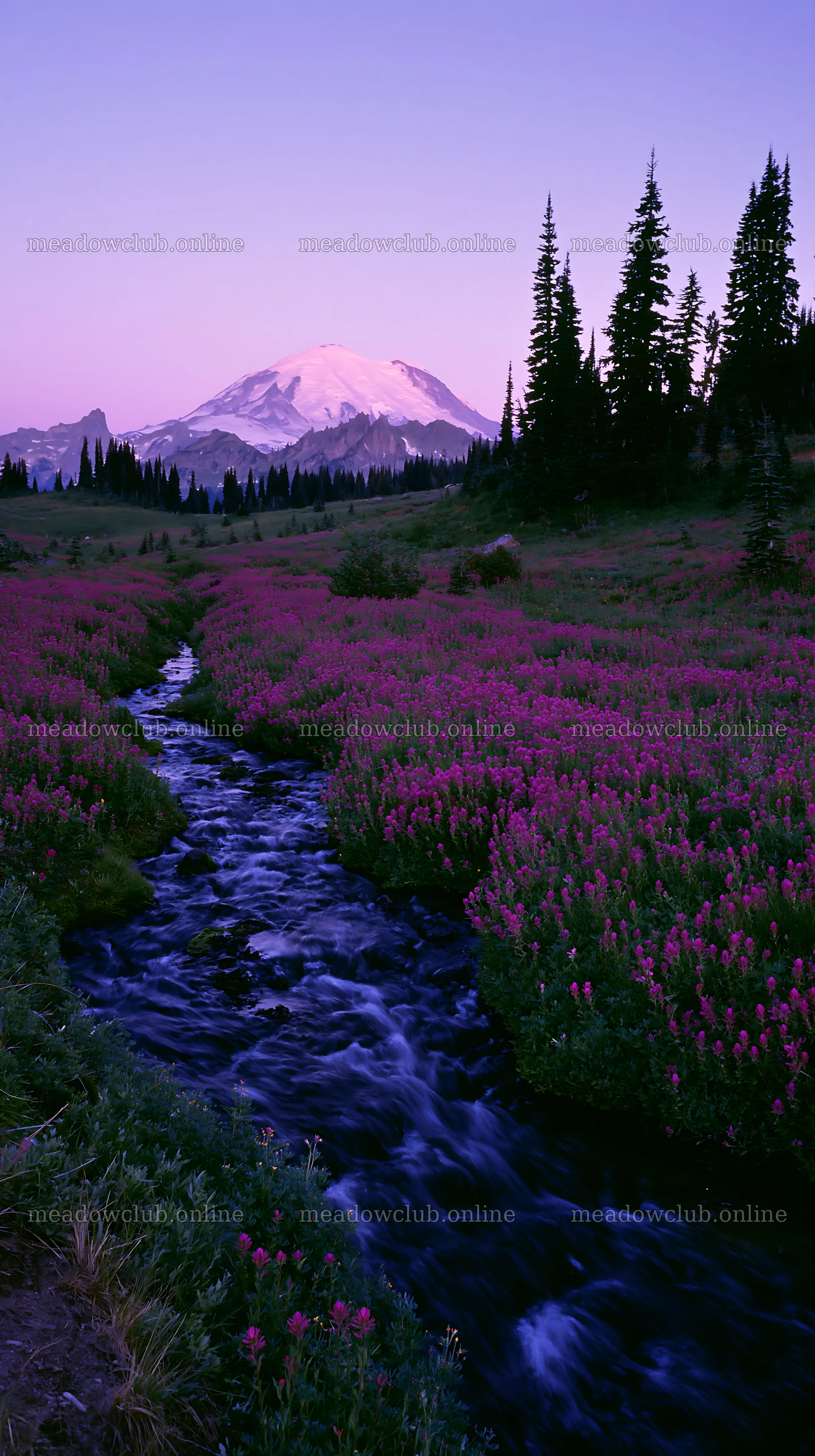 Mount Rainier wildflower meadow sunrise with a stream – meadow photos 5938x10608