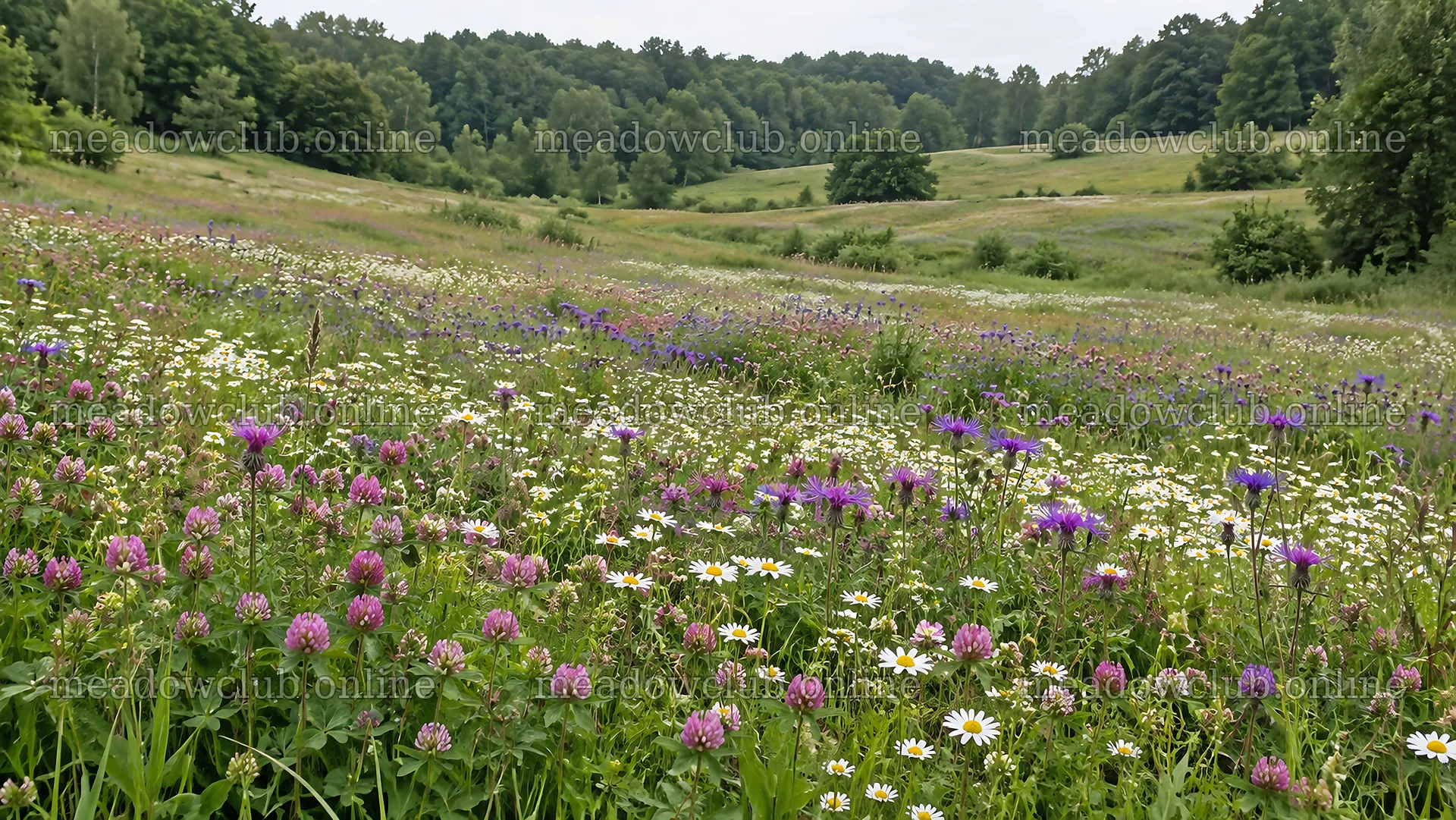 Wildflower Meadow in a Forest Clearing – meadow photos 10324x5812
