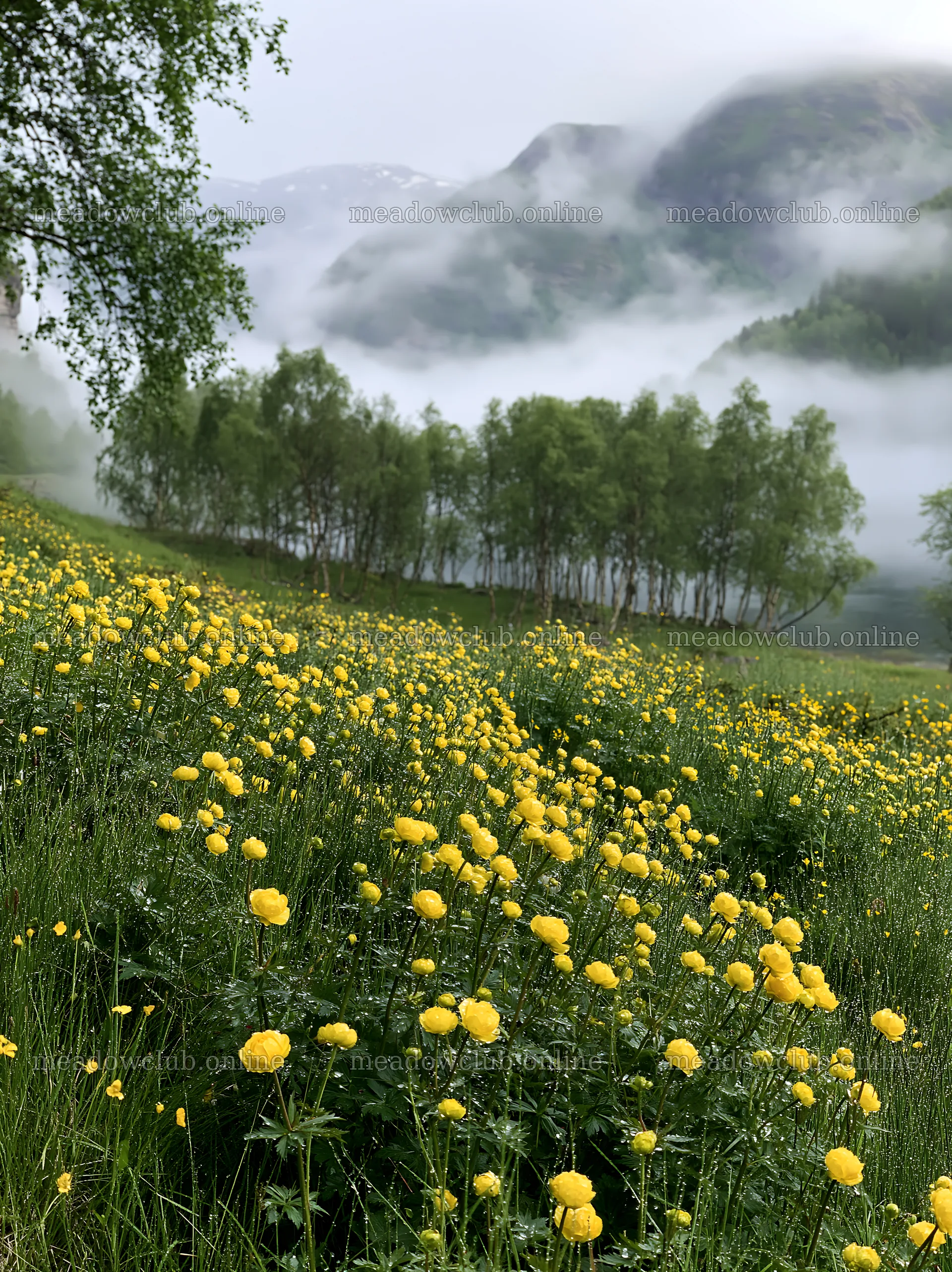 Fjord meadow with yellow flowers and misty mountains – meadow photos 6866x9174