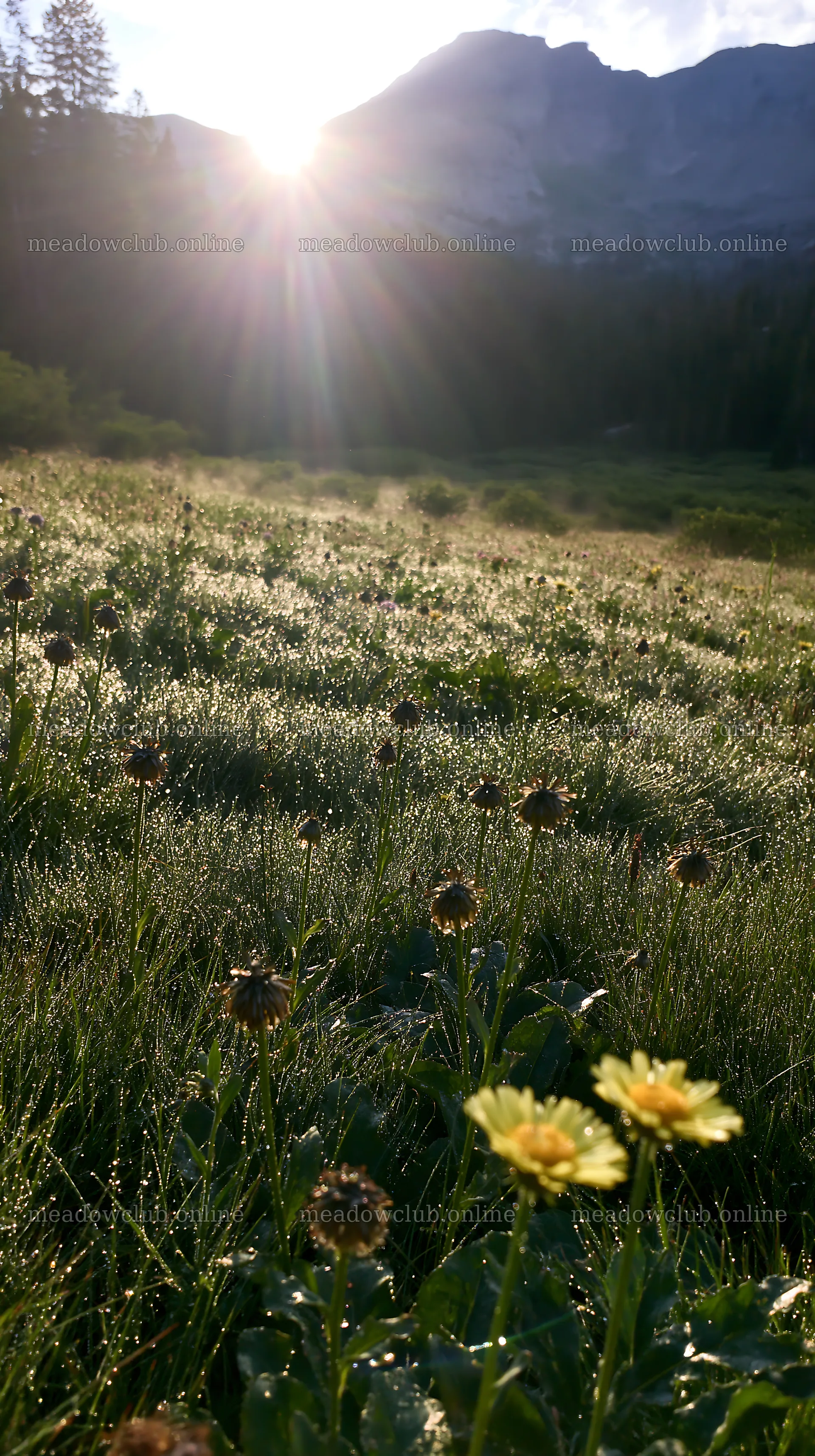 Rain soaked meadow editorial photo with sunlight shining – meadow photos 5938x10608