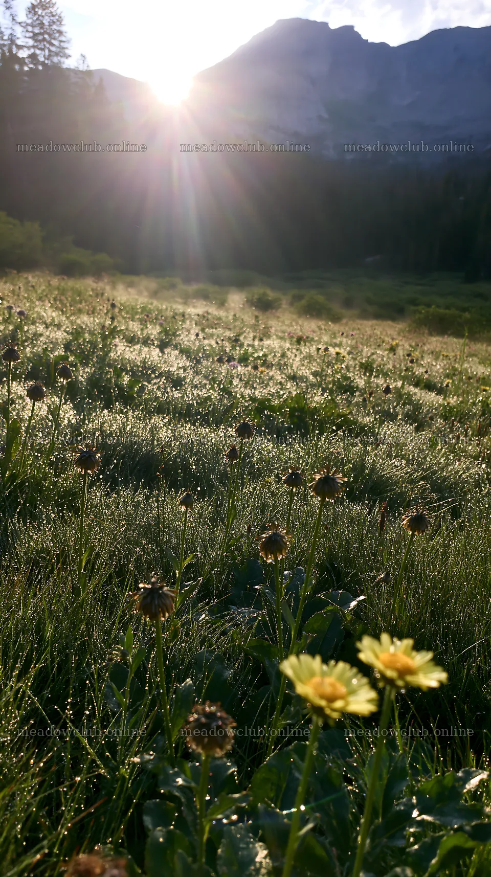 Rain soaked meadow editorial photo with sunlight shining – meadow photos 5938x10608