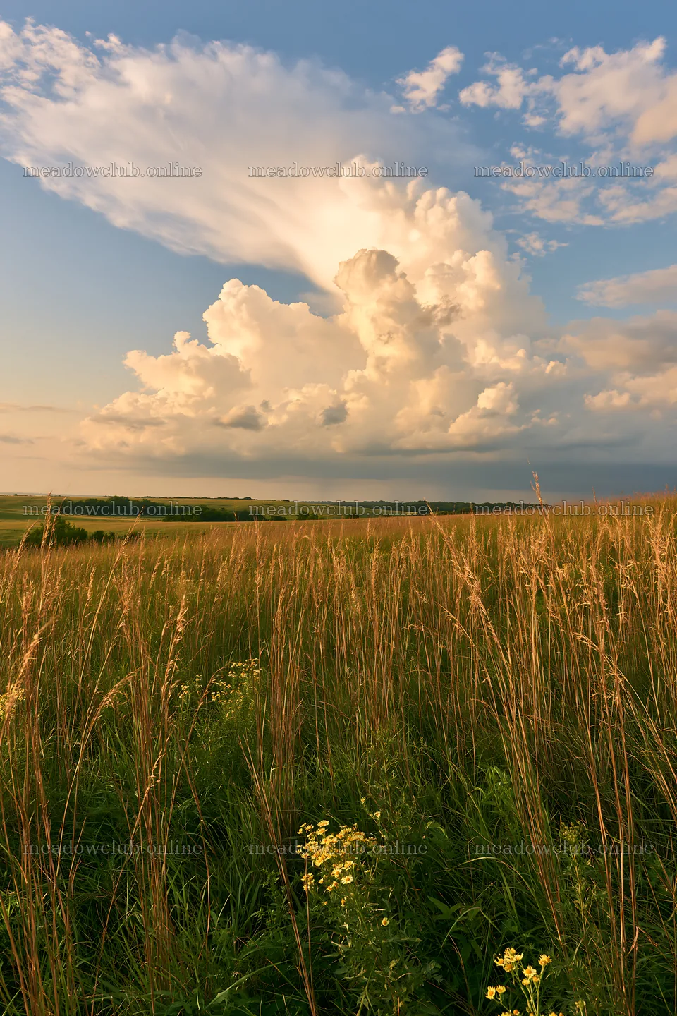 Seedhead meadow under a cloudy sky with tall grasses – meadow photos 6480x9722