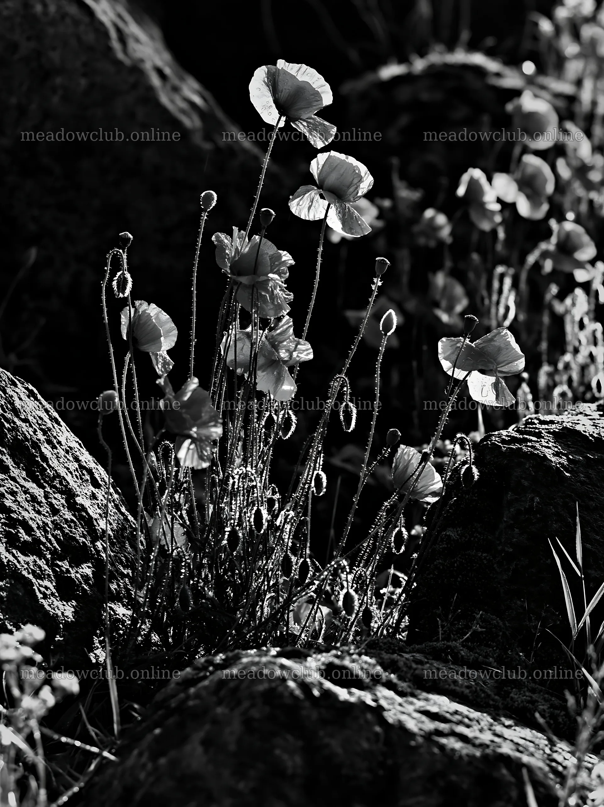 Miyagi spring recovery meadow mossy stone with red poppies – meadow photos 6866x9174