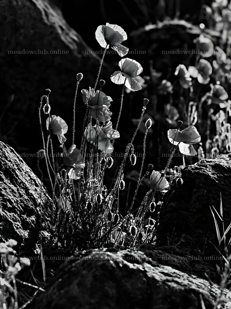 Miyagi spring recovery meadow mossy stone with red poppies – meadow photos 6866x9174