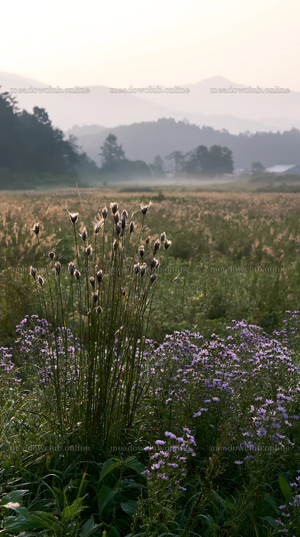 Iwate rain refreshed meadow seedhead foreground – meadow photos 5938x10608