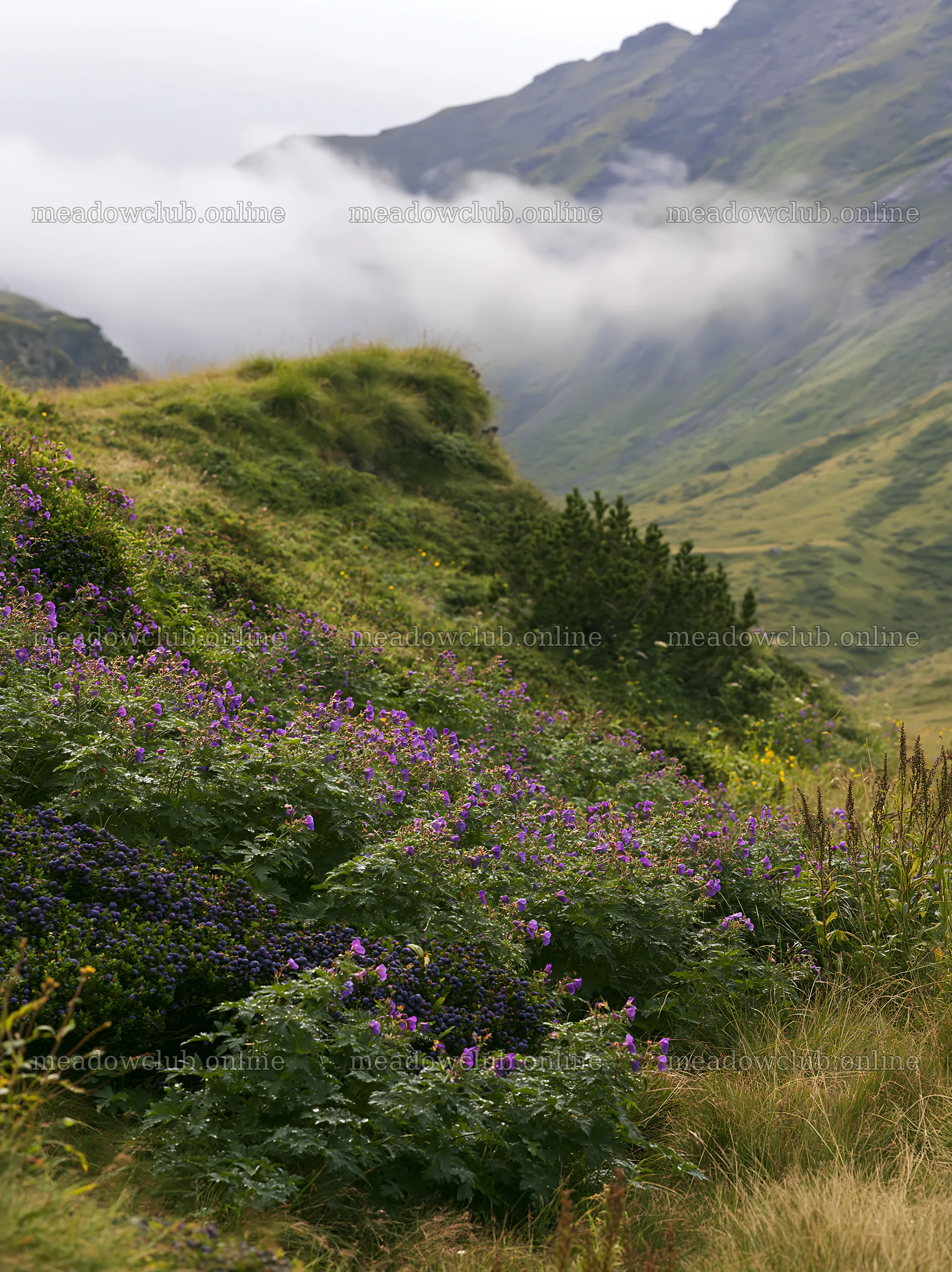 Dewy meadow with purple flowers and mountains in the background – meadow photos 6866x9174