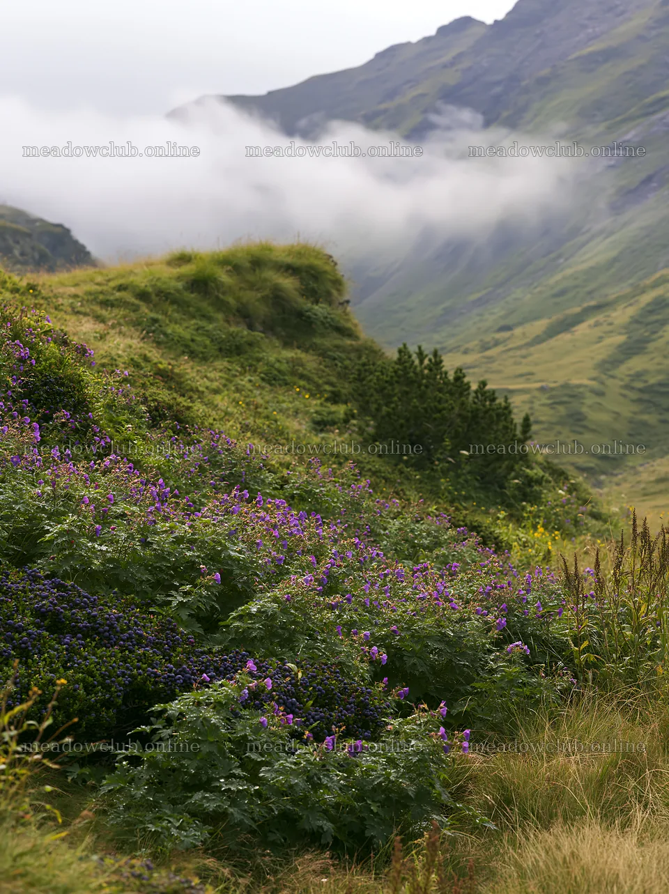 Dewy meadow with purple flowers and mountains in the background – meadow photos 6866x9174