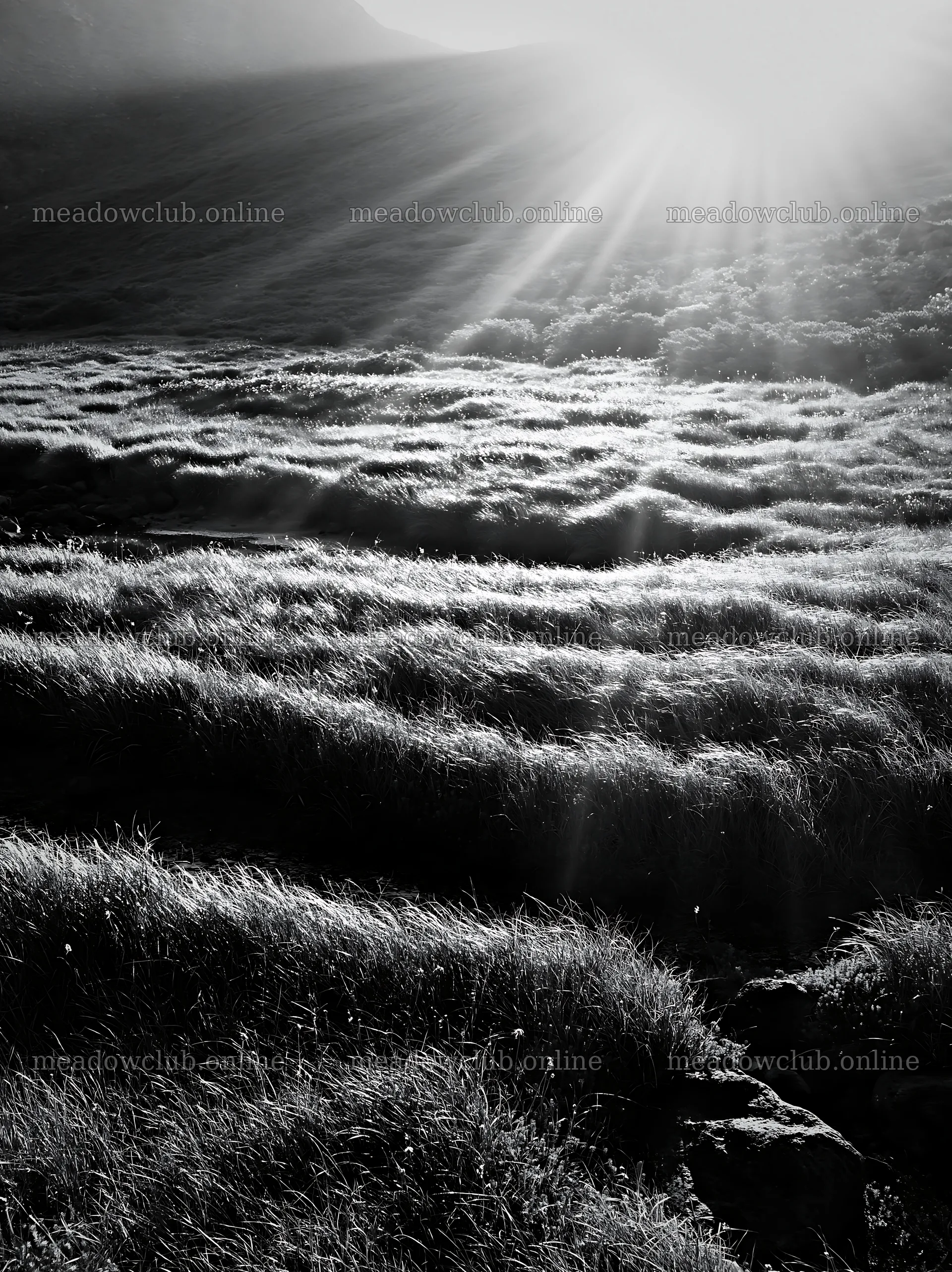 Daisetsuzan alpine meadow with light rays in black and white – meadow photos 6866x9174