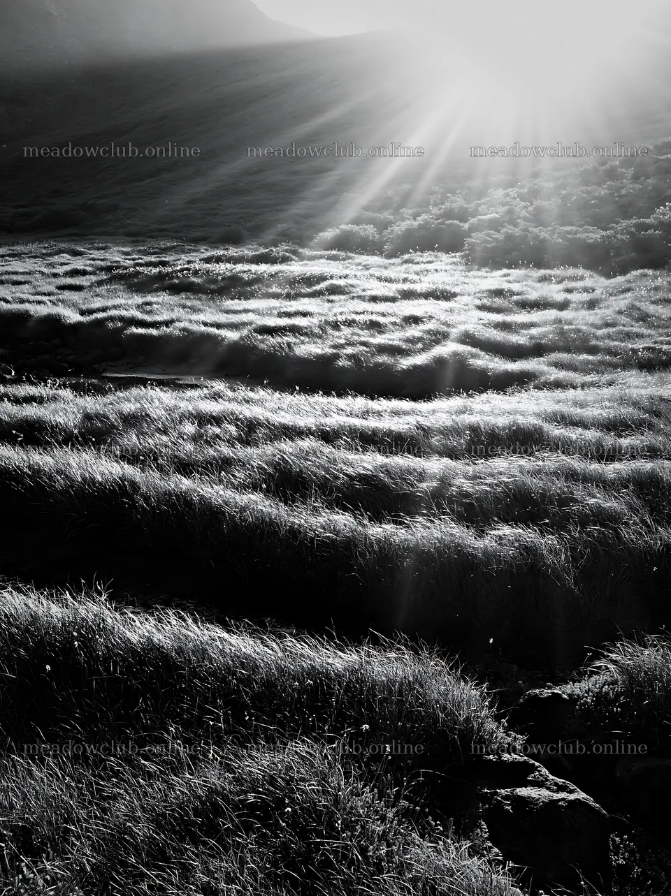 Daisetsuzan alpine meadow with light rays in black and white – meadow photos 6866x9174