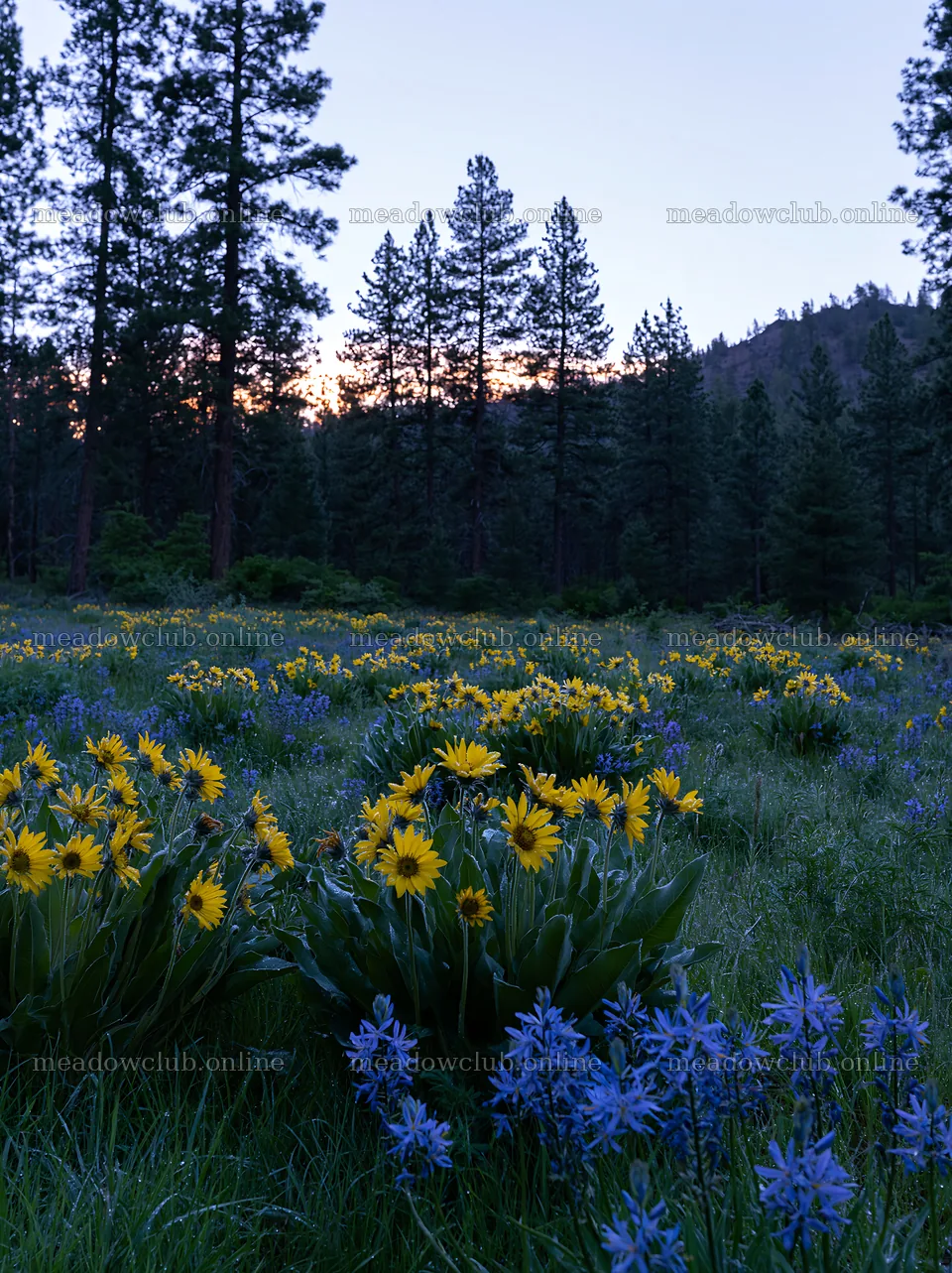 Pine forest meadow with blooming wildflowers during twilight – meadow photos 6866x9174