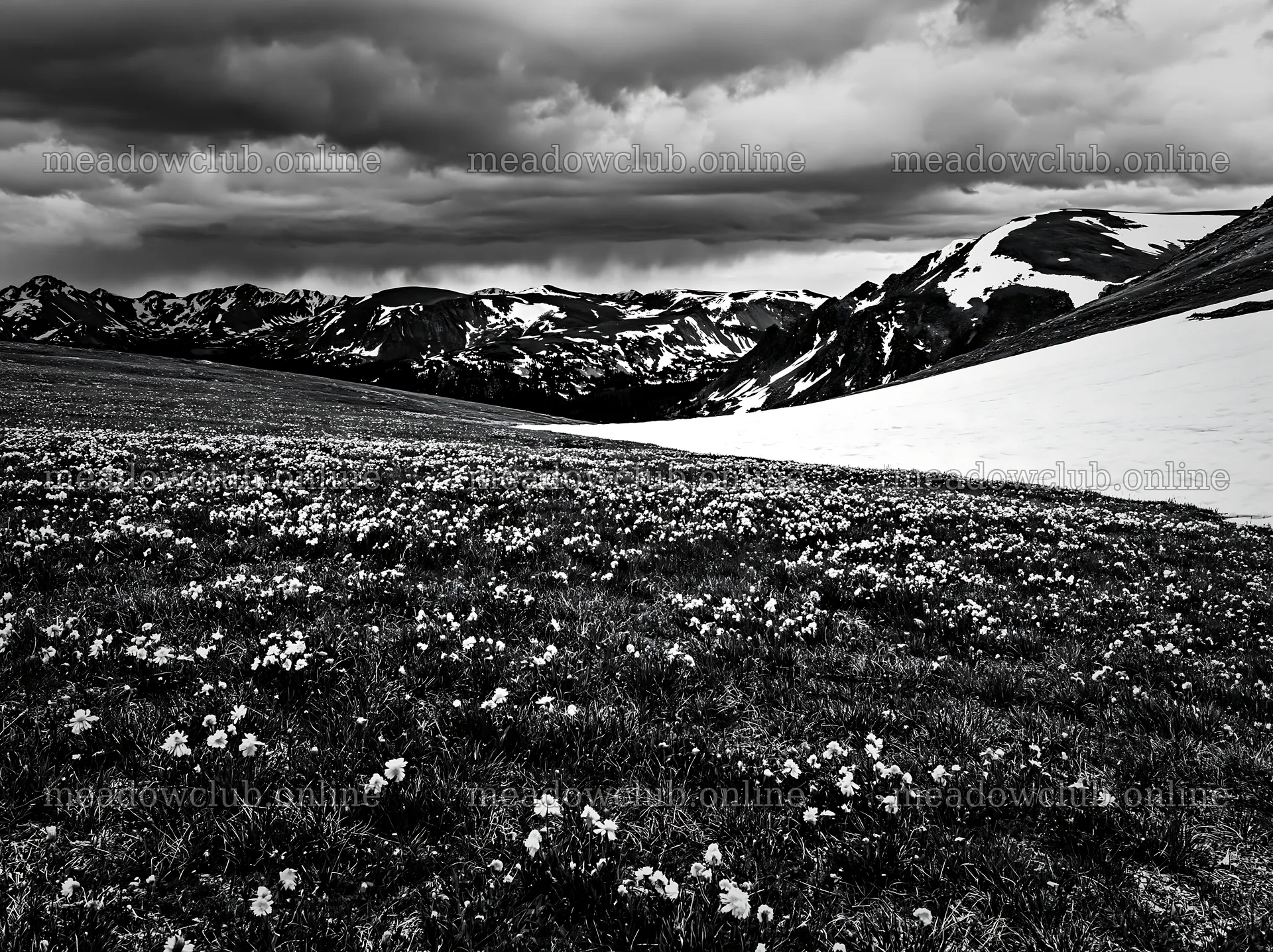 Snowy Rocky Mountain Park meadow with flowers in black and white – meadow photos 9174x6866