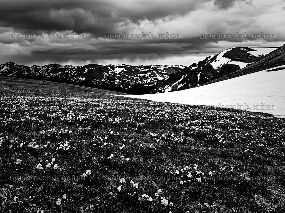 Snowy Rocky Mountain Park meadow with flowers in black and white – meadow photos 9174x6866
