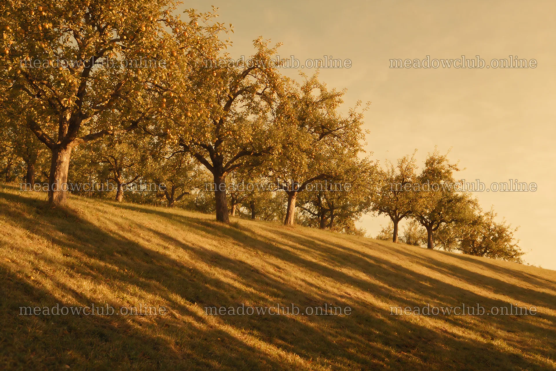 Hillside apple meadow with trees in warm afternoon light – meadow photos 9722x6480