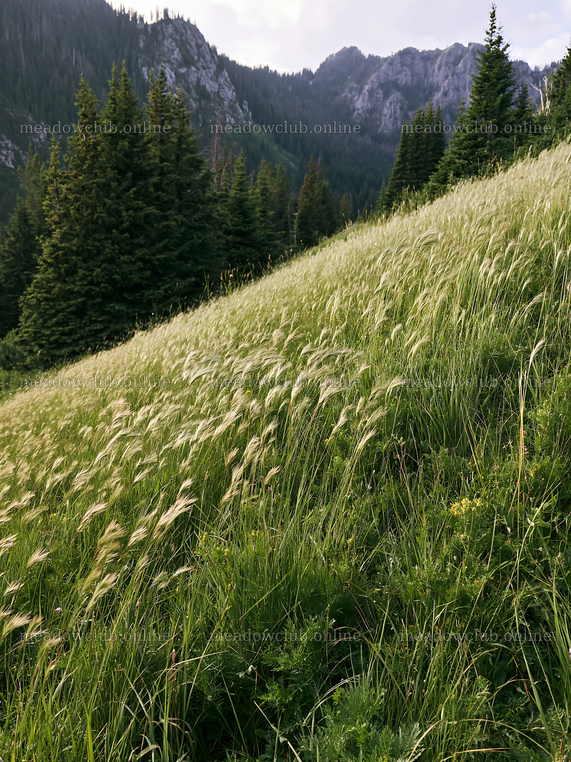 Meadow with seedheads in a mountainous setting – meadow photos 6866x9174