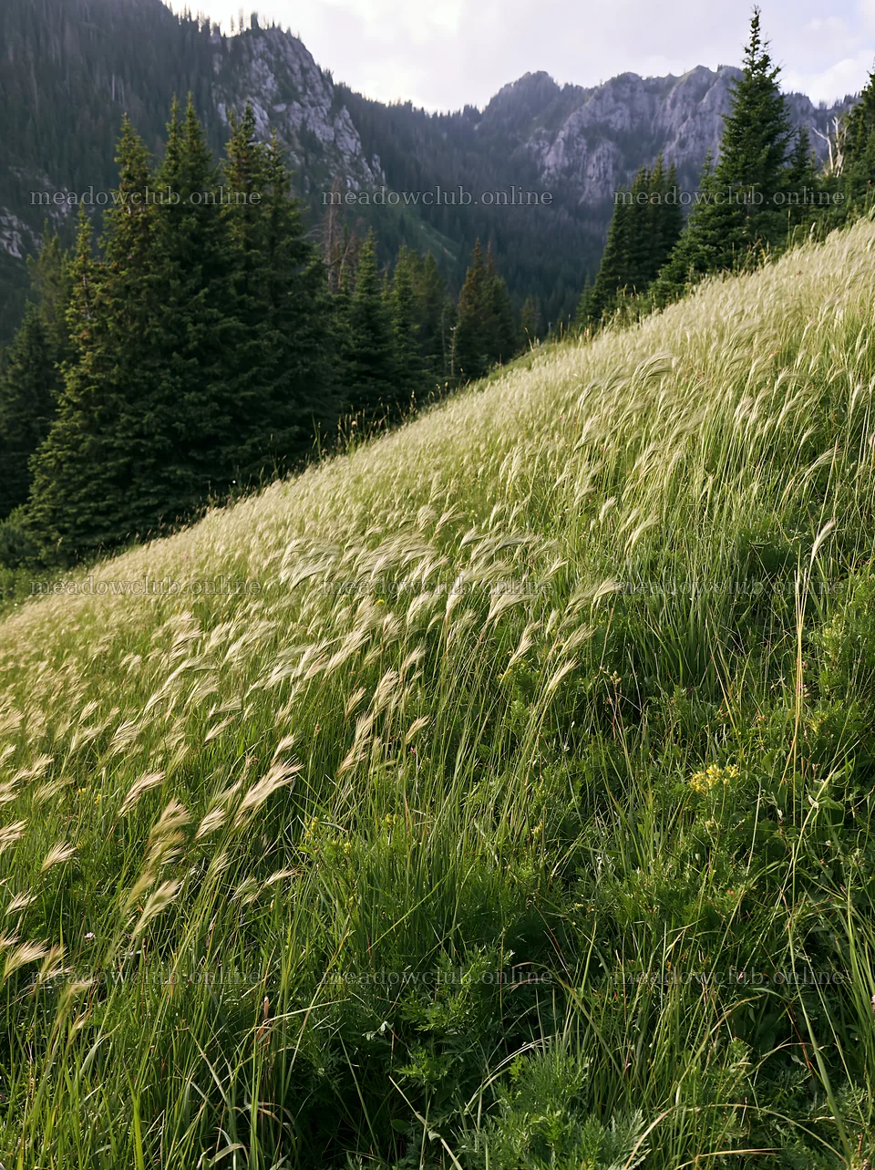 Meadow with seedheads in a mountainous setting – meadow photos 6866x9174