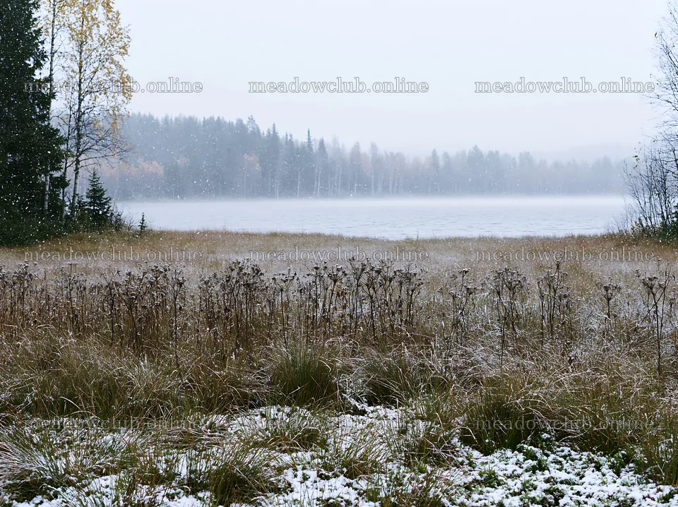 Lakeside meadow after first snowfall with light snow falling – meadow photos 9174x6866