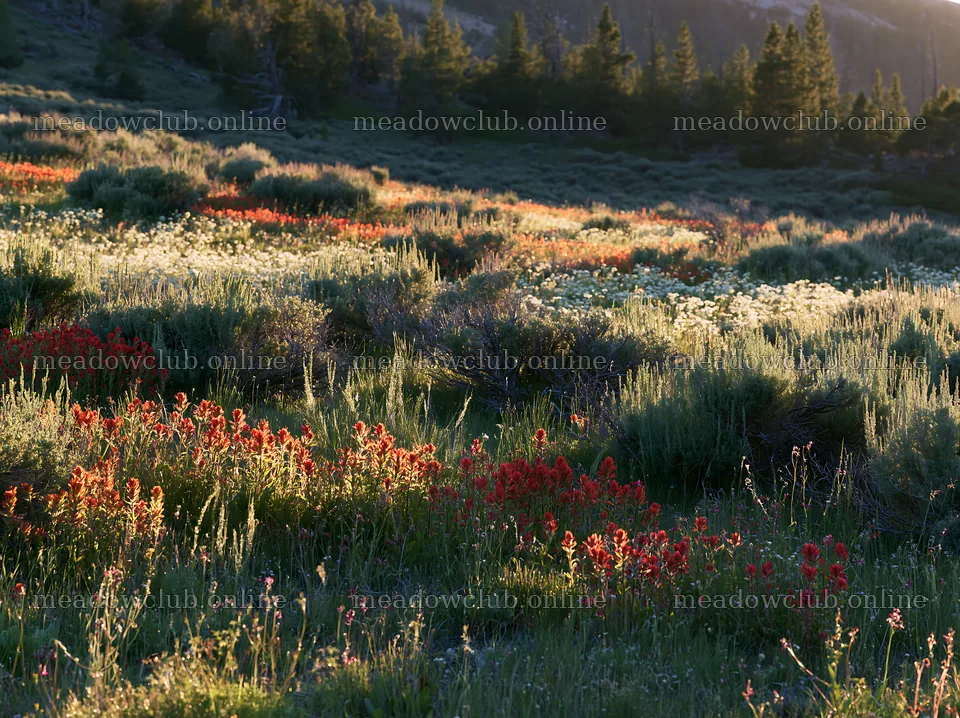 Sagebrush meadow with blooming flowers at sunset – meadow photos 9174x6866