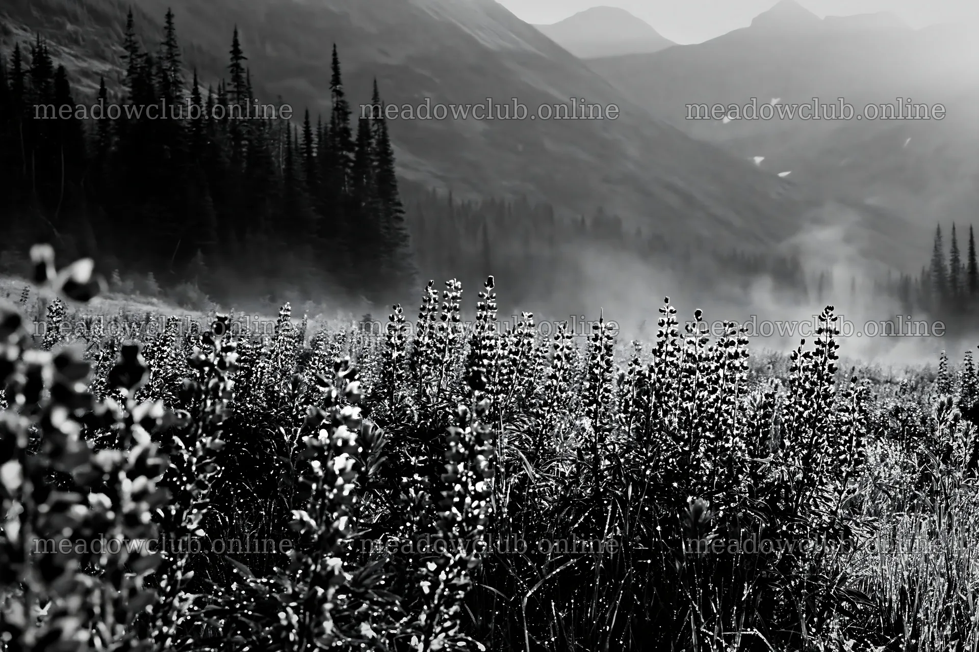 Colorful lupine meadow with mountains and fog in the background – meadow photos 9722x6480