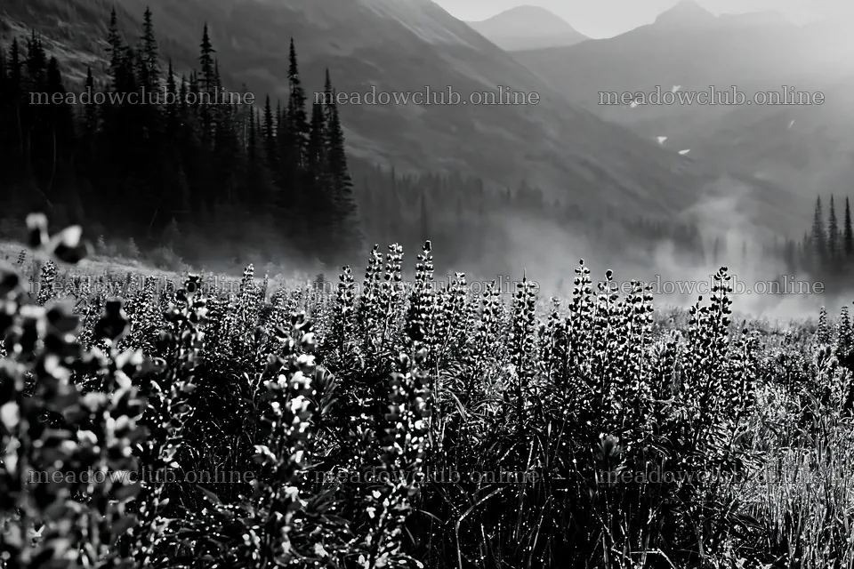 Colorful lupine meadow with mountains and fog in the background – meadow photos 9722x6480