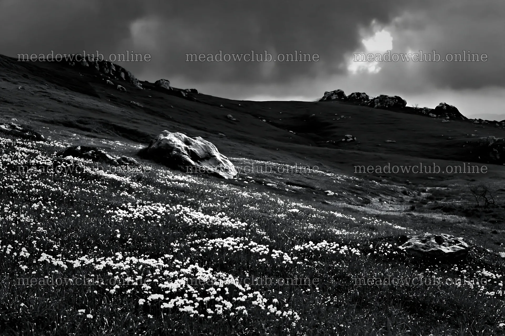 Yamaguchi limestone meadow with pale boulder and flowers – meadow photos 9722x6480