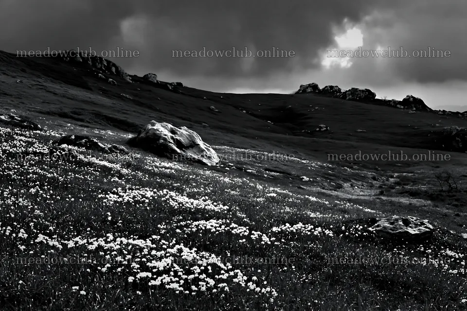 Yamaguchi limestone meadow with pale boulder and flowers – meadow photos 9722x6480
