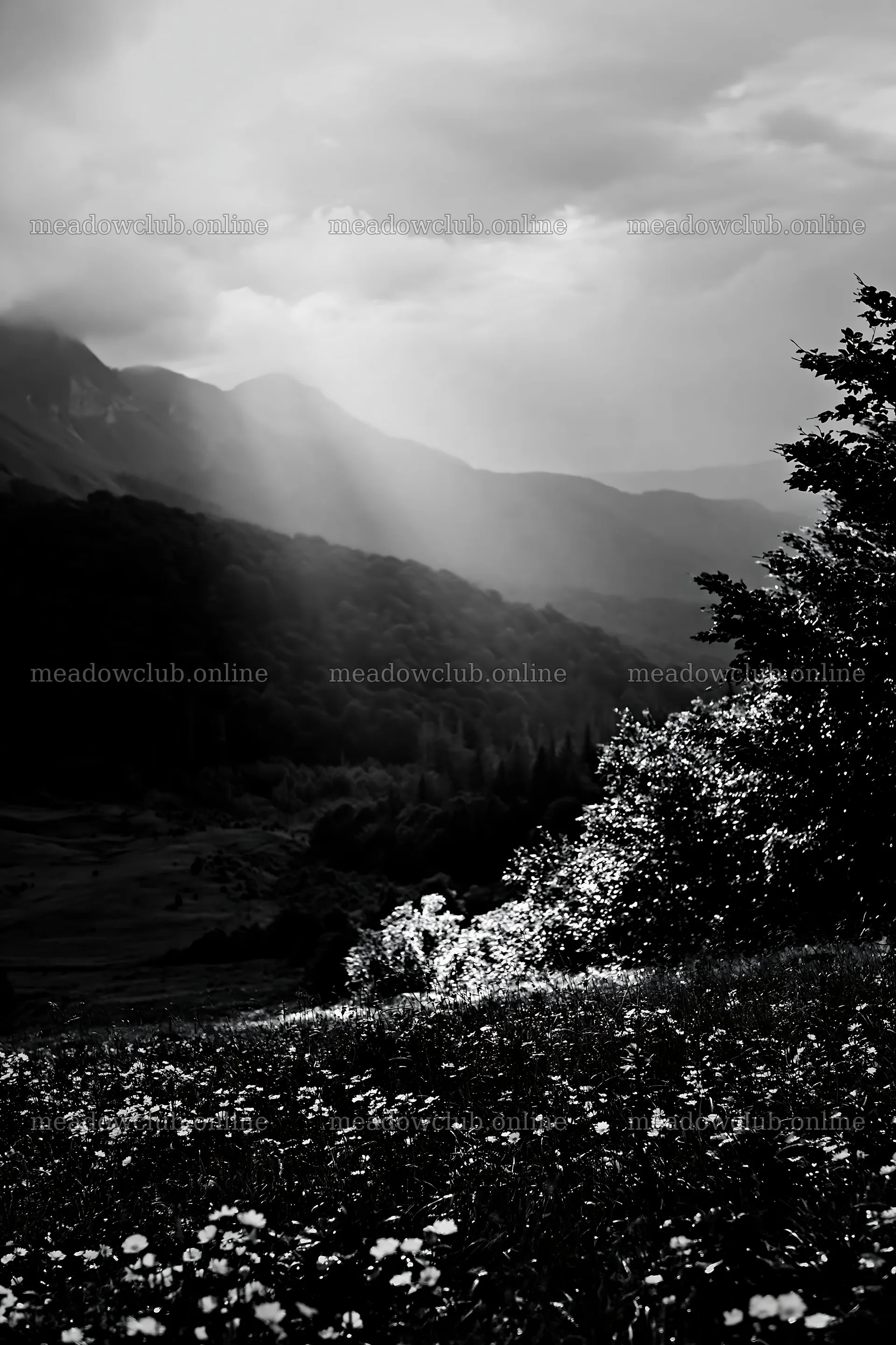 Light rays over meadow in Bucegi Mountains – meadow photos 6480x9722