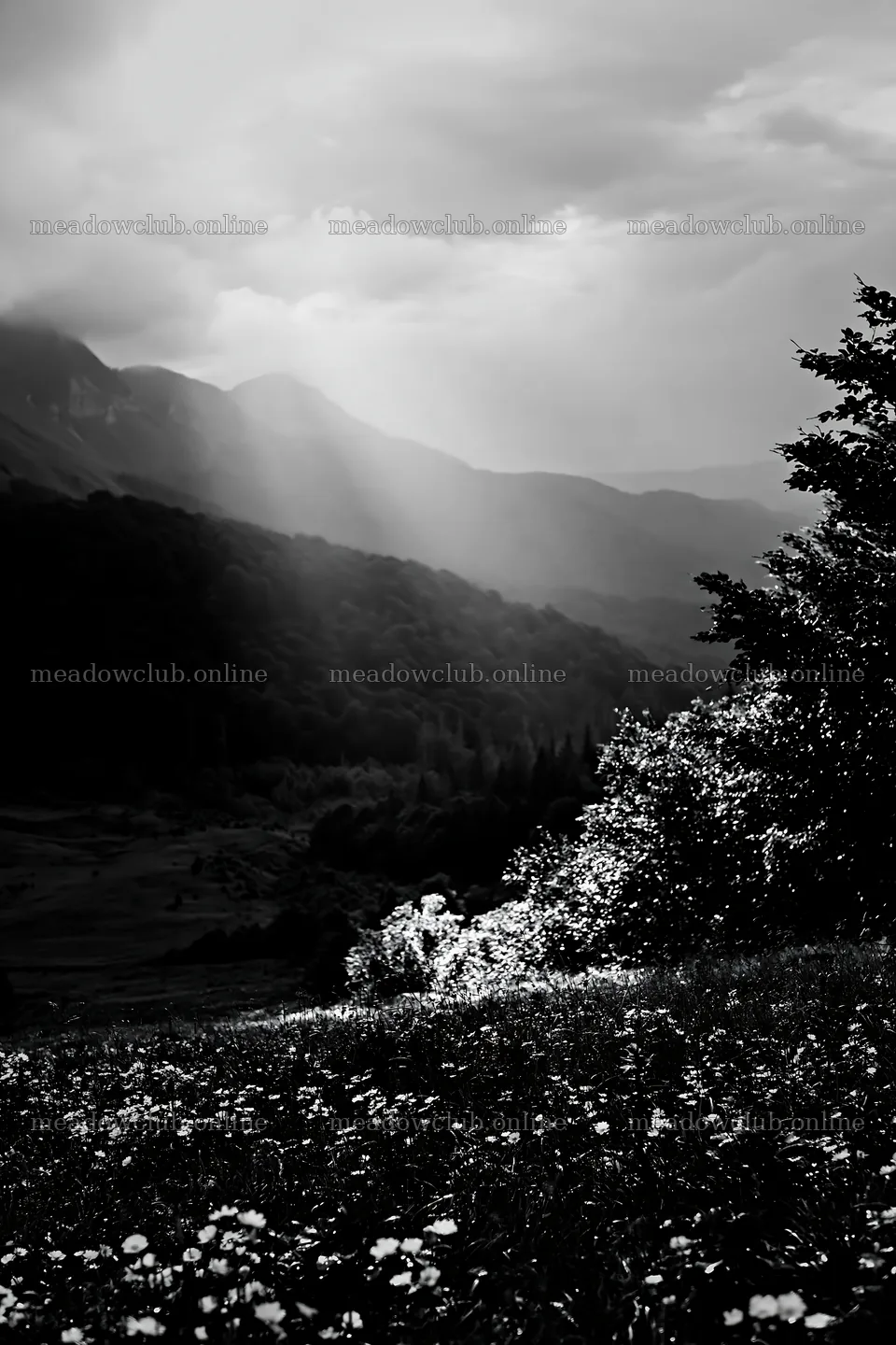 Light rays over meadow in Bucegi Mountains – meadow photos 6480x9722