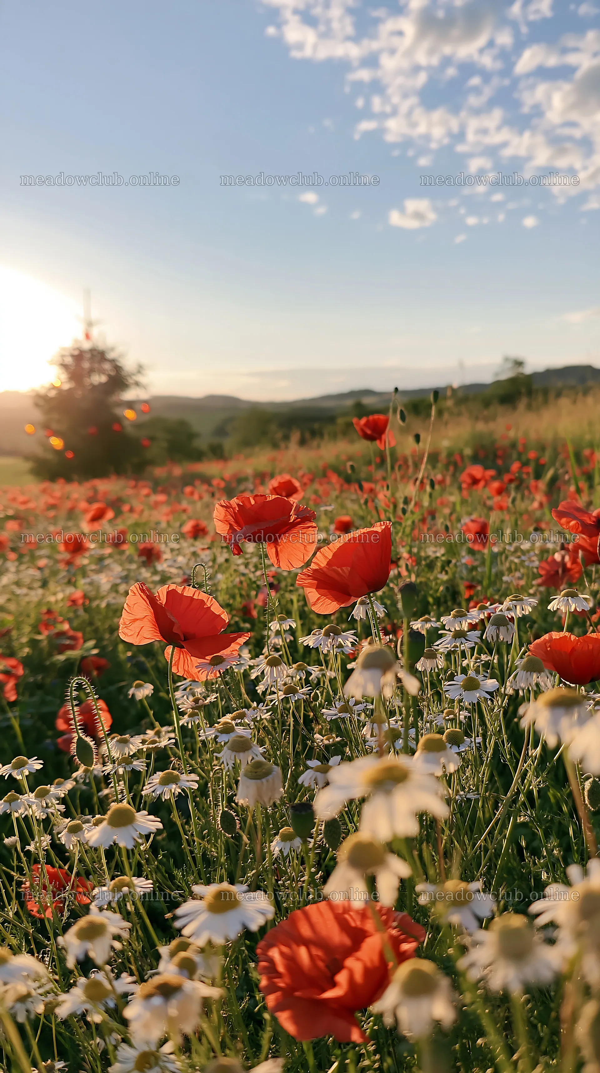 Sunlight on Christmas tree in meadow with flowers – meadow photos 5938x10608