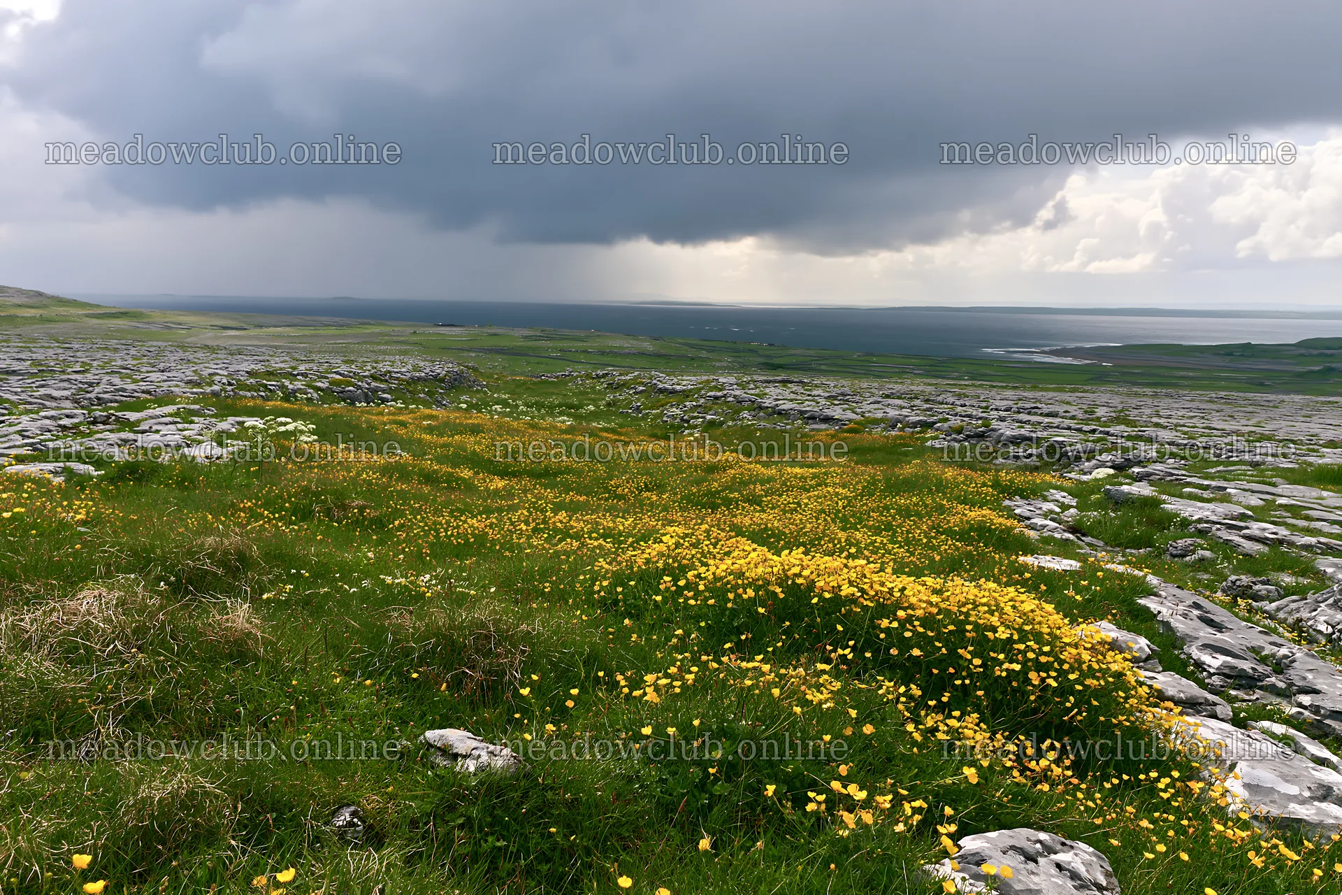 Colorful buttercup meadow under cloudy sky – meadow photos 9722x6480