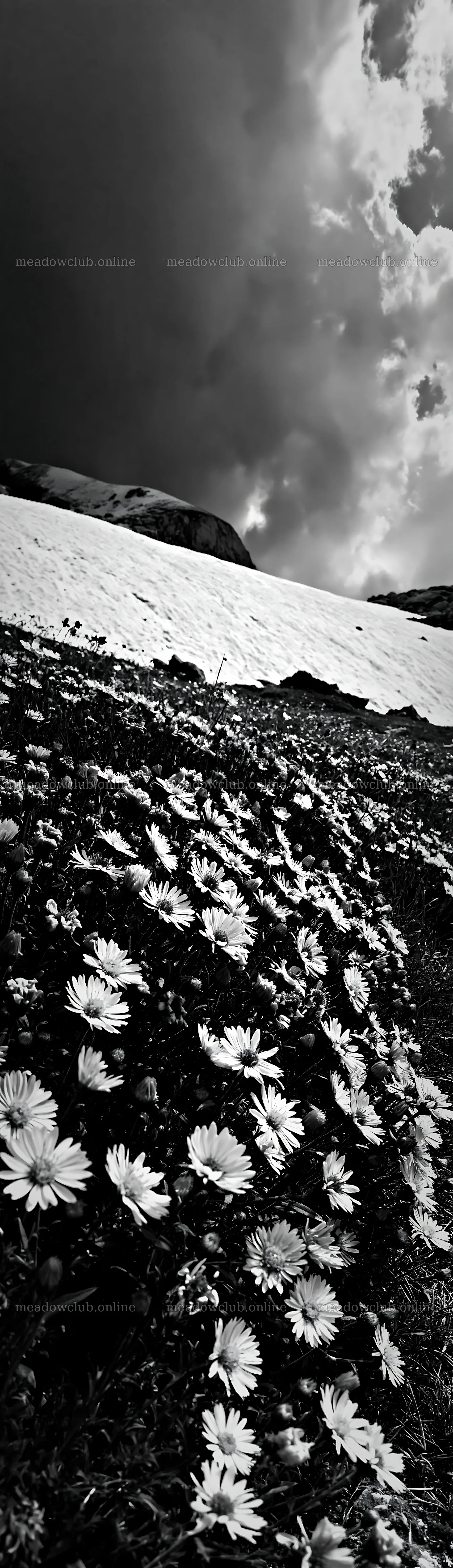 Snowline meadow with flowers in front of a snow-covered slope – meadow photos 4268x14762