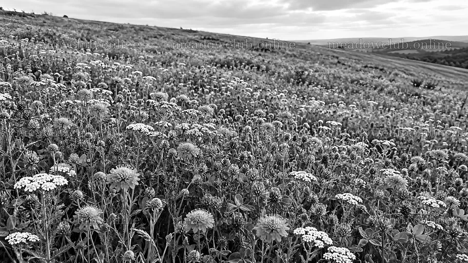 Black-and-White Wildflower Meadow on Rolling Hills – meadow photos 10324x5812