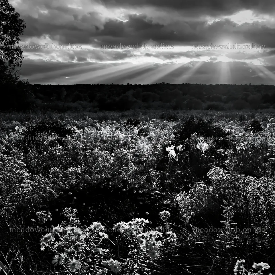 Christmas wreaths in meadow beneath dramatic clouds and rays – meadow photos 7938x7938