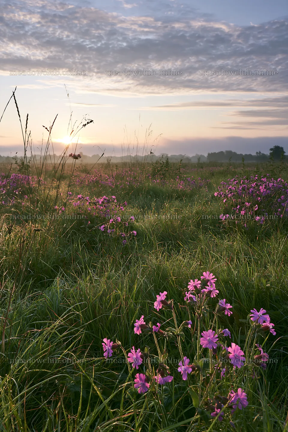 Meadow of pink campion flowers at sunrise – meadow photos 6480x9722