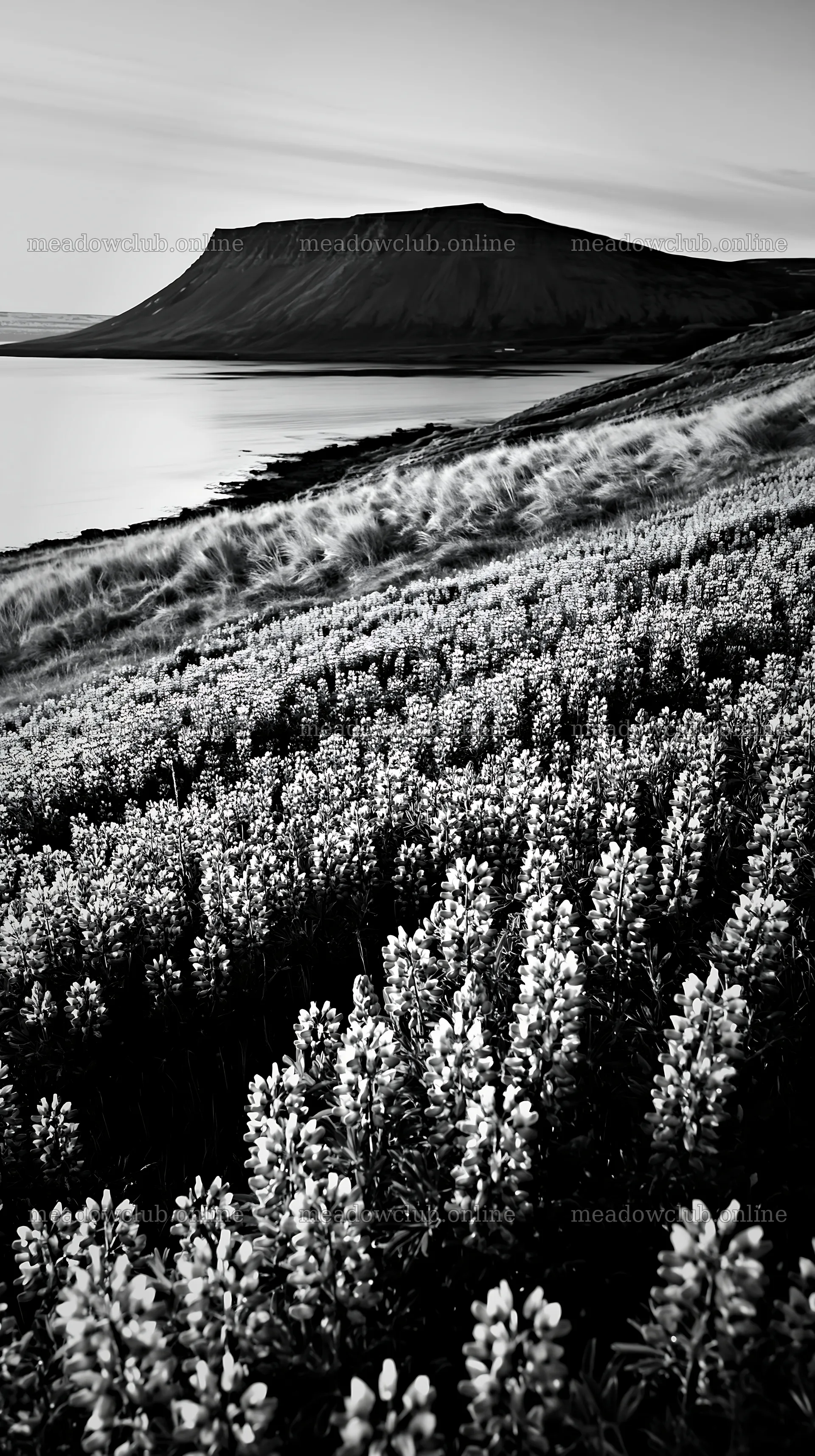 Lupin meadow foreground with mountains and water in the background – meadow photos 5938x10608