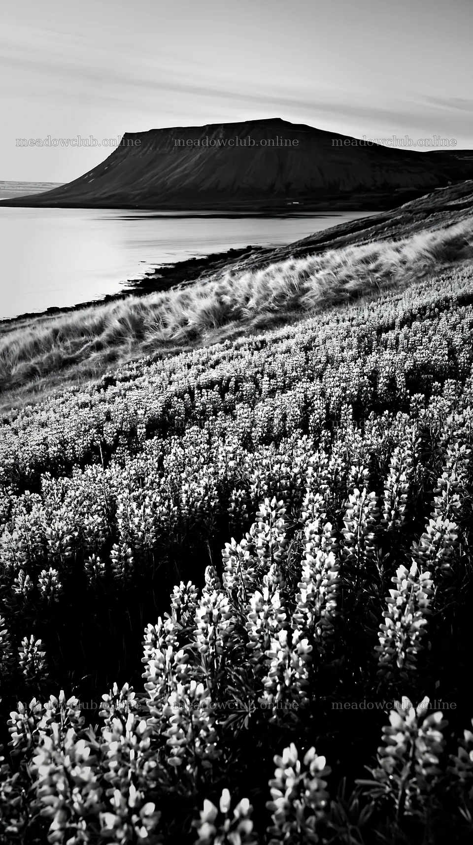 Lupin meadow foreground with mountains and water in the background – meadow photos 5938x10608