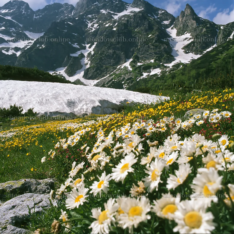 Colorful daisy meadow with mountains in the background – meadow photos 7938x7938