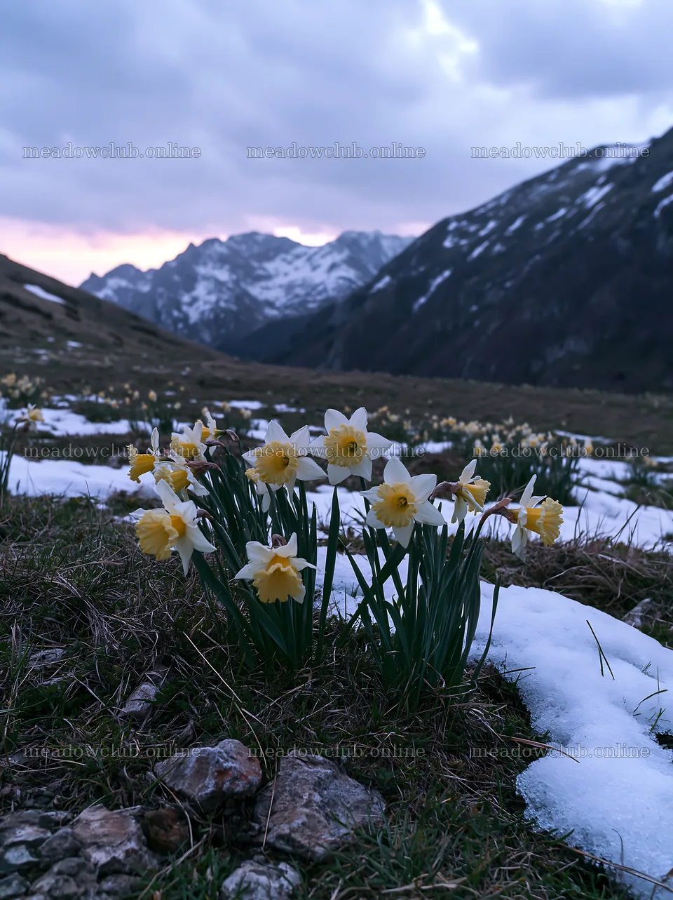 Snowy highland meadow with blooming daffodils in the foreground – meadow photos 6866x9174