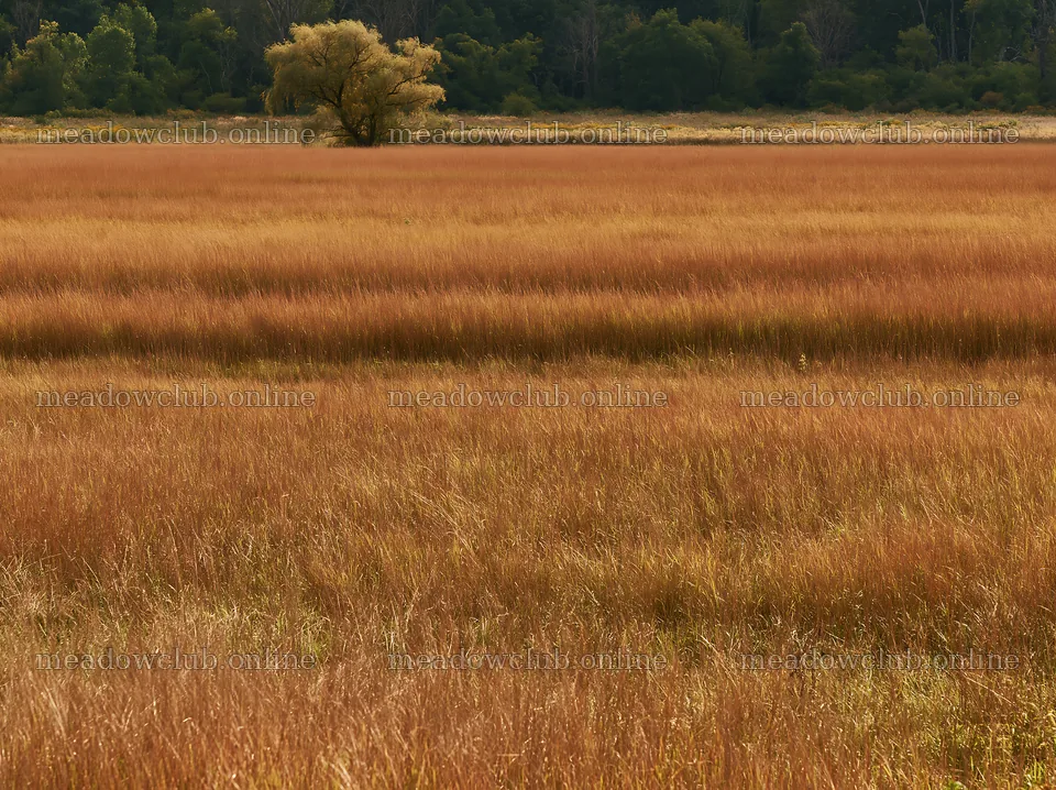 Autumn meadow grasses at woodland edge with lone tree – meadow photos 9174x6866