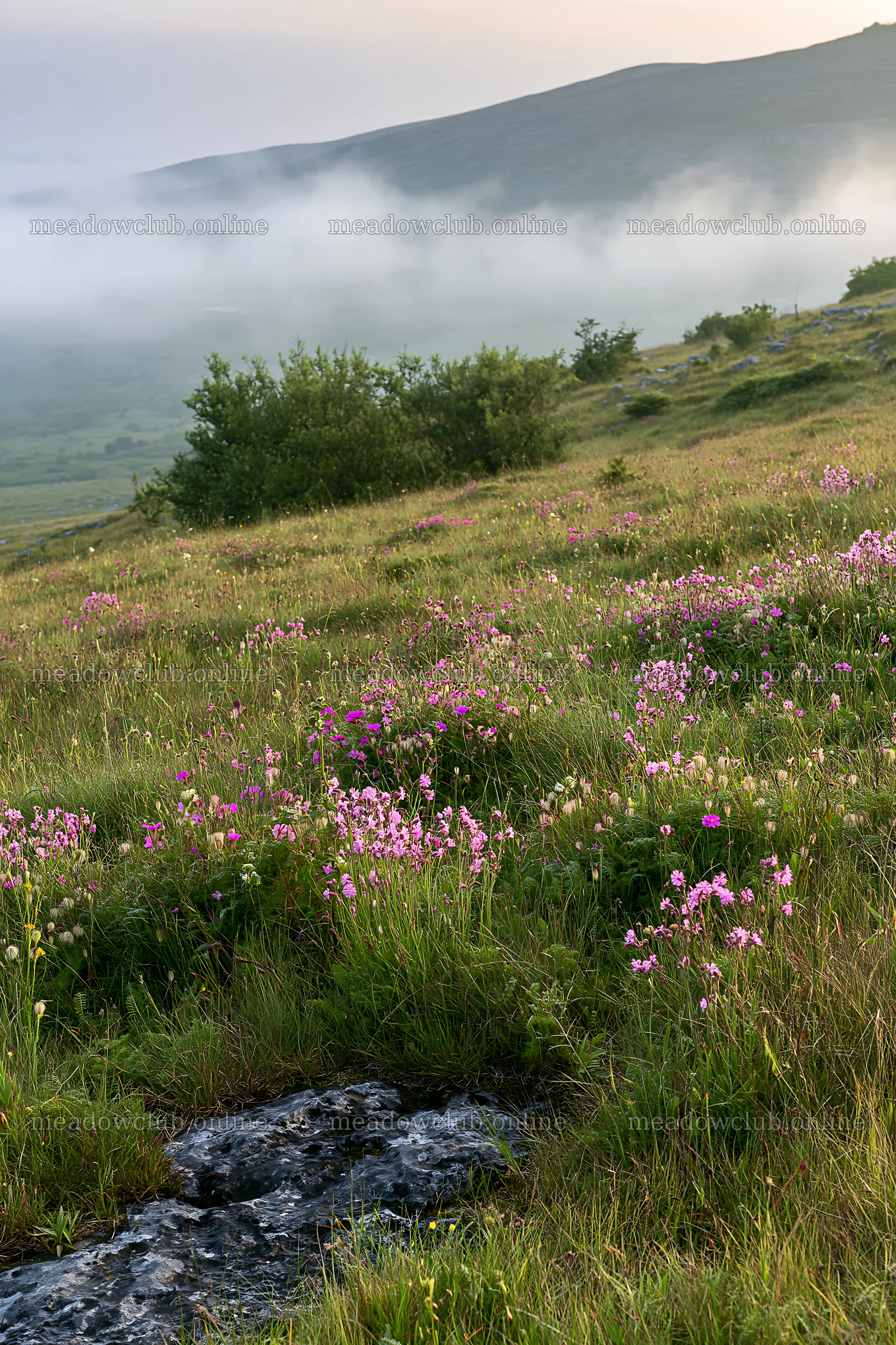 Meadow with campion at sunset near misty hills – meadow photos 6480x9722