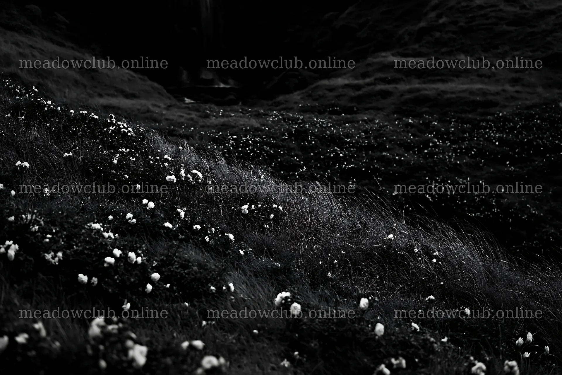 Meadow of roses beside hidden waterfall in black and white – meadow photos 9722x6480