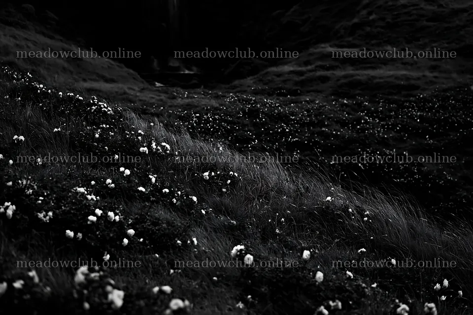 Meadow of roses beside hidden waterfall in black and white – meadow photos 9722x6480
