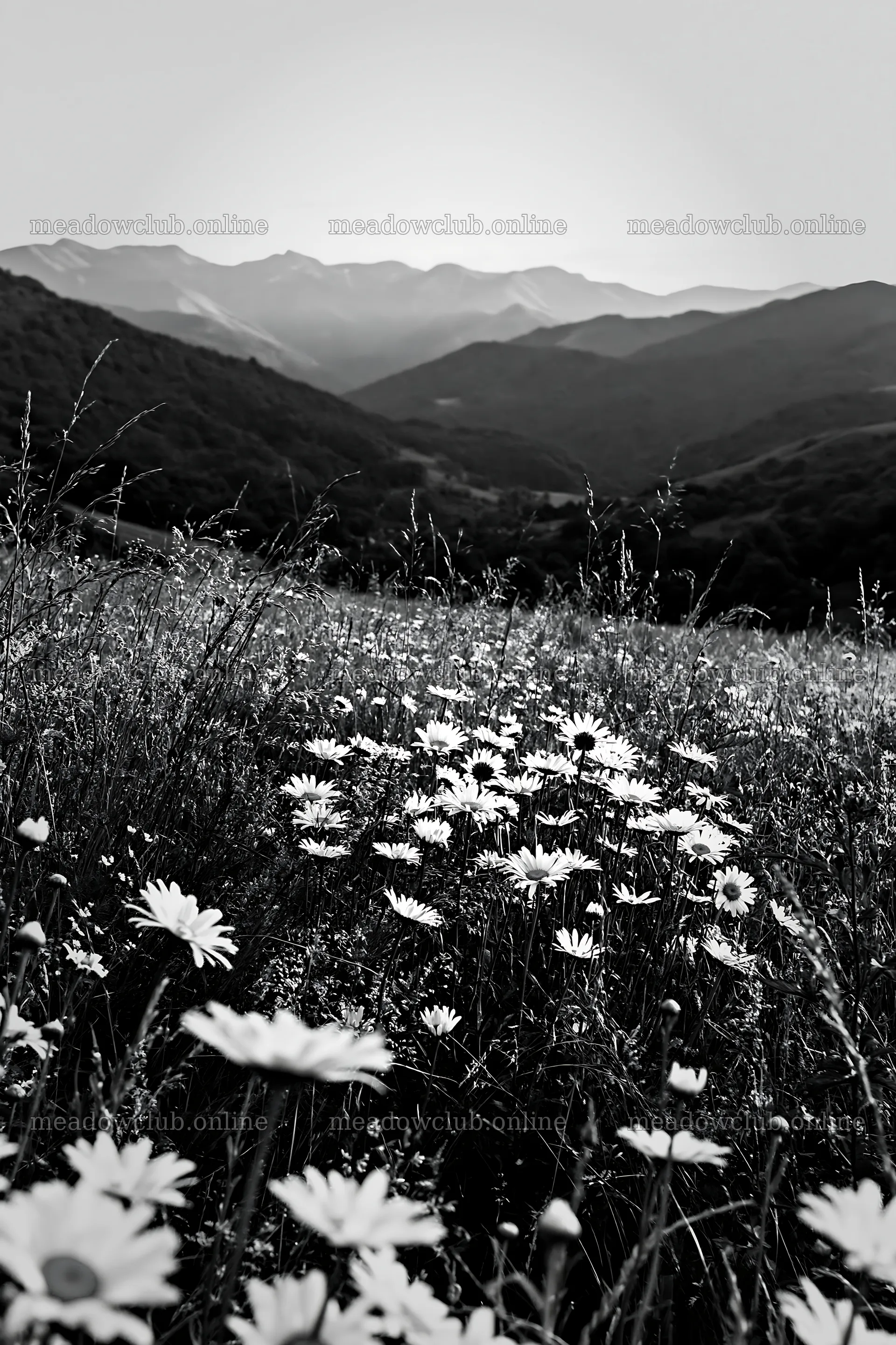 Meadow with daisies in the Pyrenees mountains – meadow photos 6480x9722