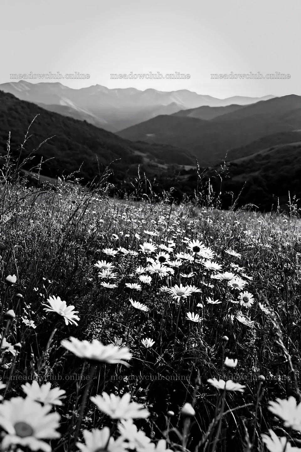 Meadow with daisies in the Pyrenees mountains – meadow photos 6480x9722