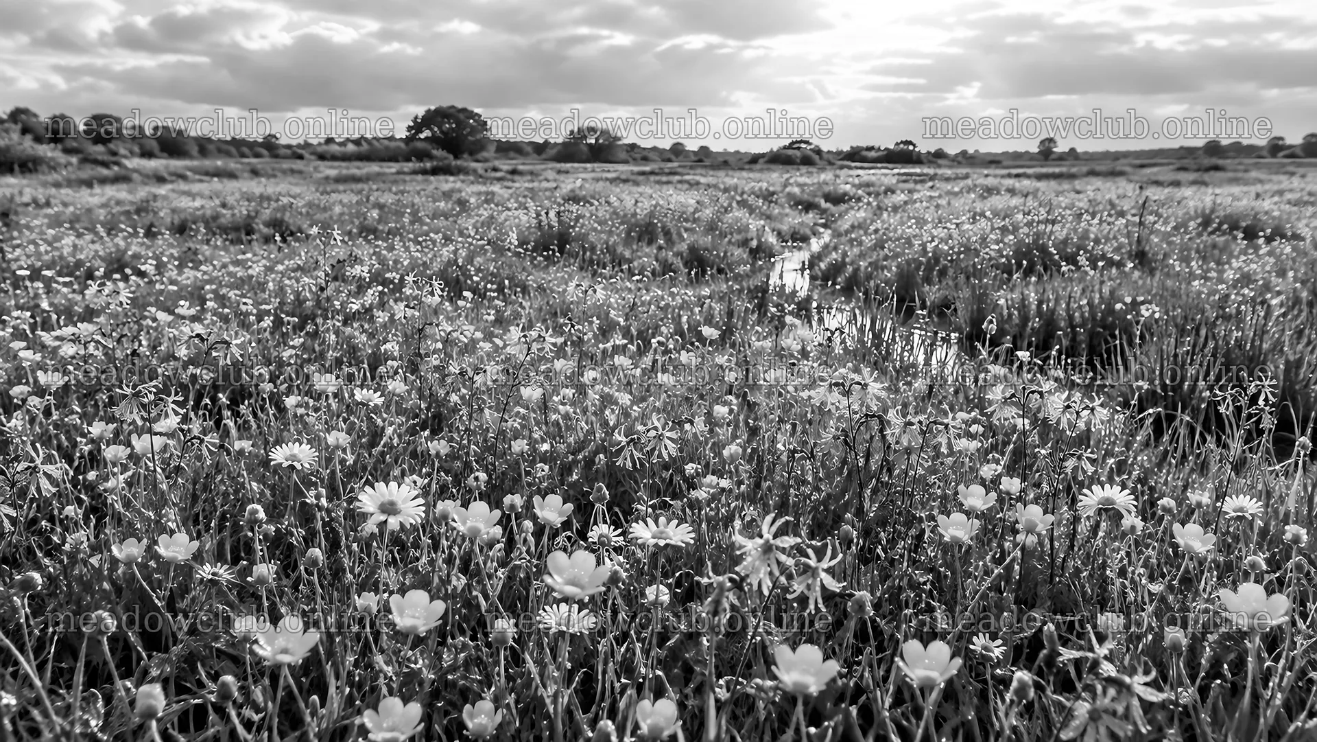 Wildflower Meadow in Black and White – meadow photos 10324x5812