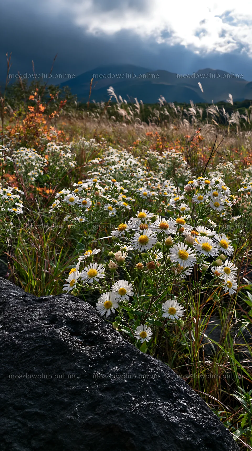 Kumamoto volcanic meadow dark rock foreground with wildflowers – meadow photos 5938x10608