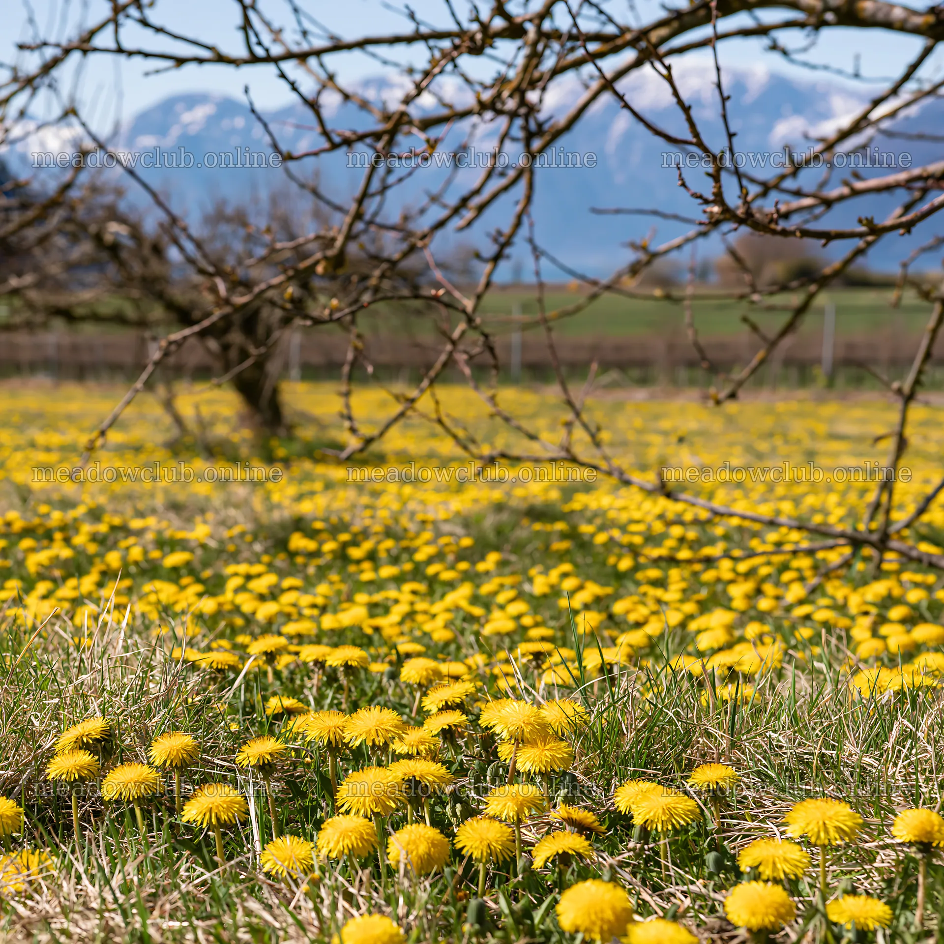 Dandelion orchard meadow with mountains in the distance – meadow photos 7938x7938
