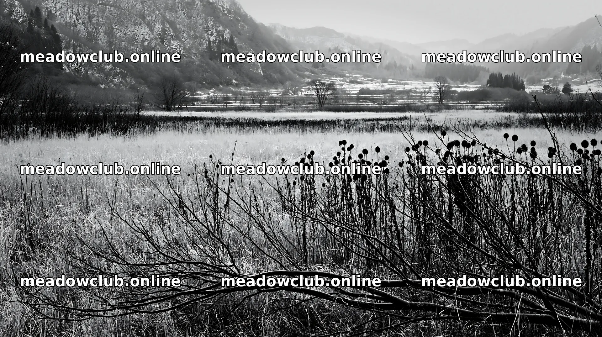 Yamagata rewilded meadow fallen branch foreground – meadow photos 10608x5938