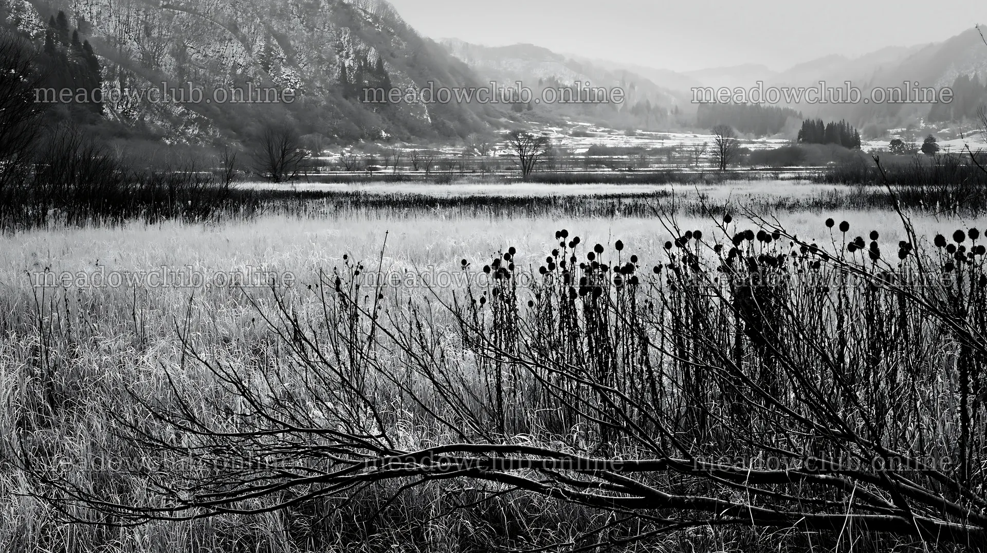 Yamagata rewilded meadow fallen branch foreground – meadow photos 10608x5938