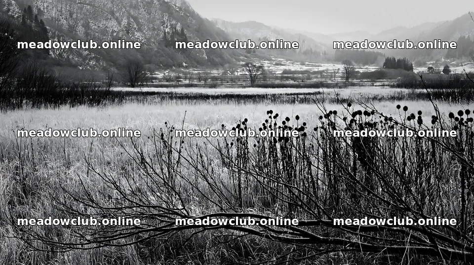 Yamagata rewilded meadow fallen branch foreground – meadow photos 10608x5938