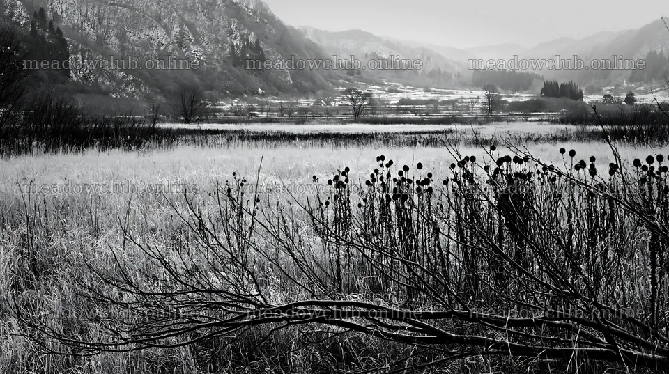 Yamagata rewilded meadow fallen branch foreground – meadow photos 10608x5938